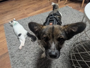 Kleine Nusha(5,5 kg,1 Jahr) sucht liebevolle Hundefreunde