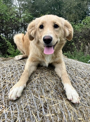 Hübsche Batty sucht ihre Familie