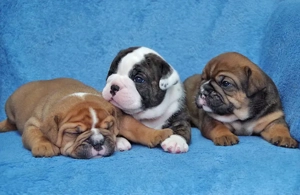 Continental Bulldog Welpen aus deutscher Vereinszucht mit Ahnentafel