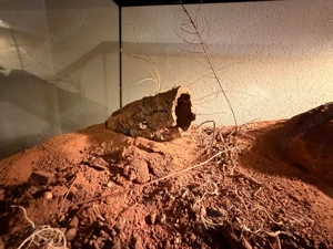 Terrarium 76x31x34   Bild 4