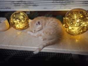 Maine Coon Mix Kitten 