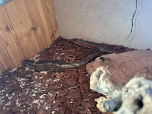 2 Schildechsen (Gerrhosaurus Major)