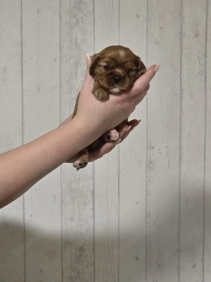 Cavalier King Charles Spaniel - Welpen 
