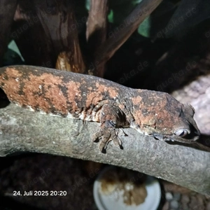 Chahoua Gecko (Mainland) NZ 24,25 Bild 4