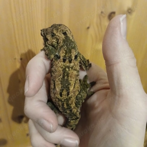 Chahoua Gecko (Mainland) NZ 24,25 Bild 3