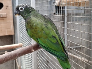 Maximilianpapagei Hahn