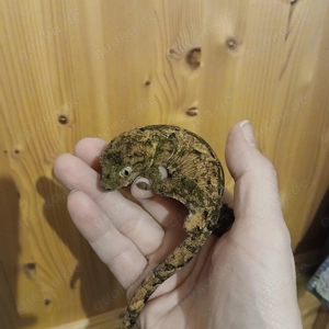 Chahoua Gecko 0,1 (Mainland) NZ 24
