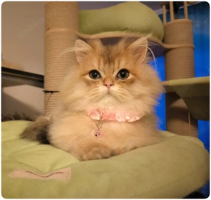 Reinrasssige BKH BLH Kitten geimpft,gechipt Stammbaum lilac golden black golden 