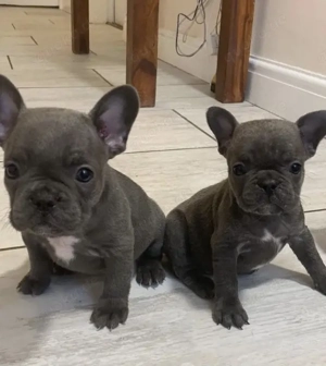 Zuckersüße Französische Bulldoggen Welpen mit Ahnentafel