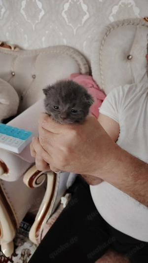 Kater sucht ein liebevolles Zuhause