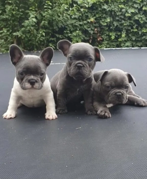 Wunderschönen Französische Bulldoggen Welpen mit Papieren 