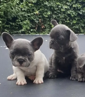 Zuckersüße sportliche Französische Bulldoggen Welpen Blue Lilac
