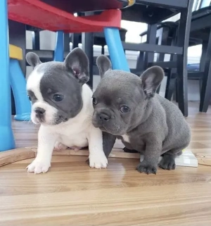 Französische Bulldoggen Welpen suchen ein schönes Zuhause