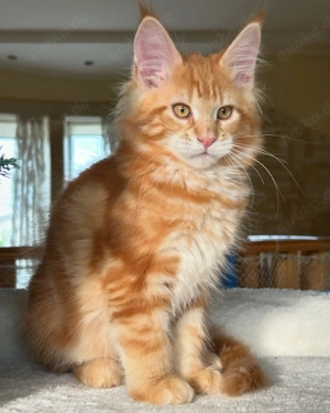 Unsere wunderschöne Maine-Coon-Katze steht zum Verkauf