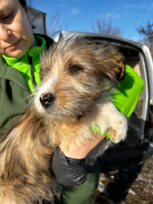 Duster wünscht sich ein Zuhause 