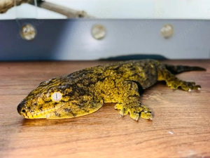 Rhacodactylus leachianus Yate Bubba Line Genetic Striped