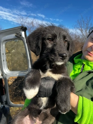 Labbimix Dalton wünscht sich ein Zuhause 