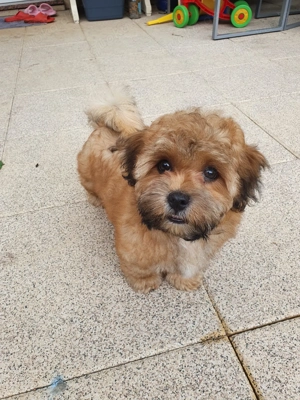 Deckrüde Havaneser  Bild 5