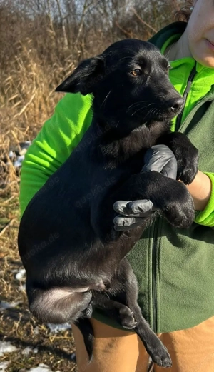 Dante sucht sein Glück 