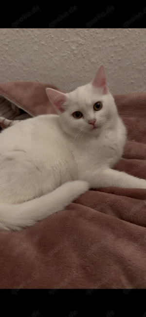 Europäische Kurzhaar  Scottishfold 