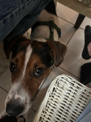 ich suche ein zu hause