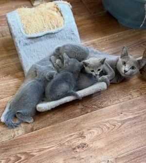 Unsere erstklassigen Russisch Blau Kätzchen