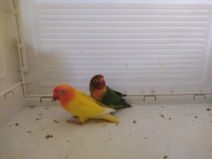 Pfirsichköpfchen Paar 