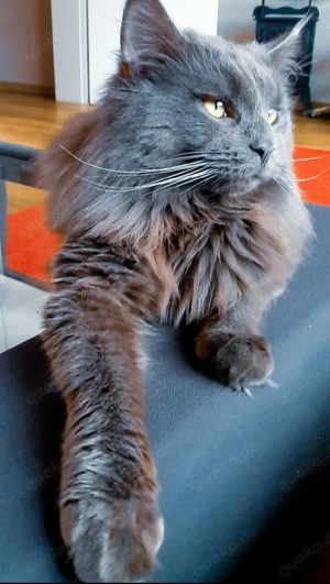 Blue Smoke Maine Coon DECKKATER ( kein Verkauf!! )