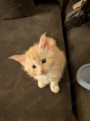 Rotes Mädchen Maine Coone Kitten 