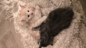 Rotes Maine Coone Katerchen 