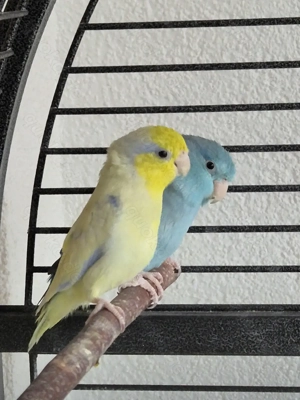 Sperlingspapageien mit großem Käfig