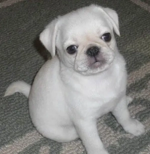 Weiß Mops Welpen. Gesunde und reinrassige