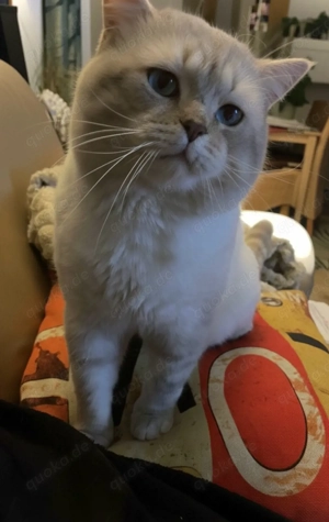  BKH Deckkater blue point   Bild 3