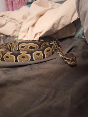 Männliche Königspython zu verkaufen Bild 4