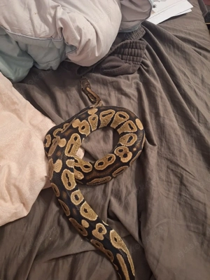 Männliche Königspython zu verkaufen Bild 5