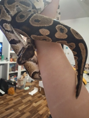 Männliche Königspython zu verkaufen Bild 2