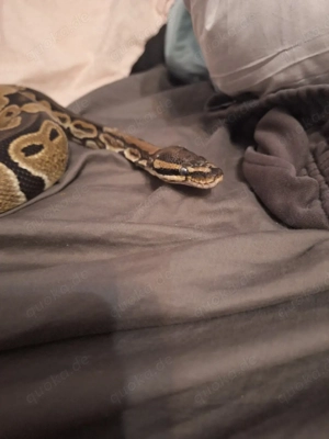 Männliche Königspython zu verkaufen Bild 3