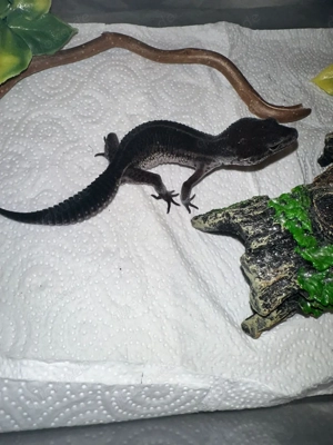 Leopardgecko Black Night 0.1 