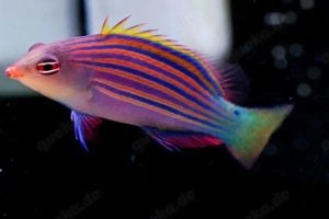 Pseudocheilinus hexataenia Sechsstreifen-Lippfisch Meerwasser