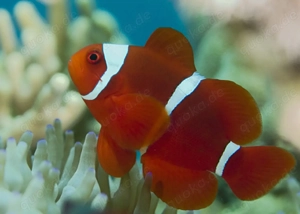 Samtanemonenfisch Amphiprion biaculeatus Meerwasser Aquarium