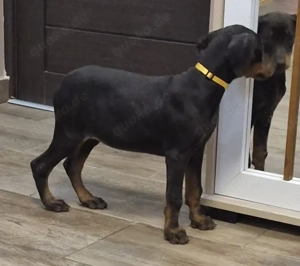 Dobermann Welpen Hündinnen  Bild 4