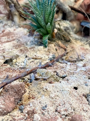 Stenodactylus sthenodactylus Pärchen 2.2