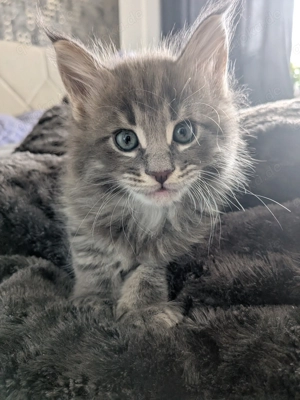 Kleines Maine Coone Katerchen Kitten 