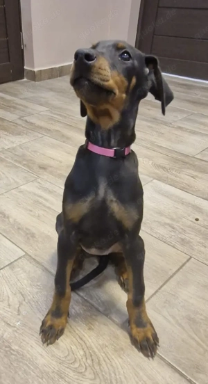 Dobermann Welpen Hündinnen  Bild 2