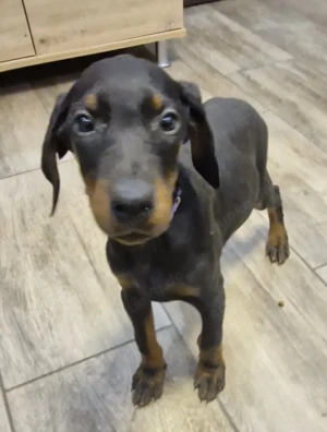 Dobermann Welpen Hündinnen  Bild 5