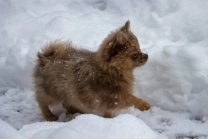 Pomchi Welpen chihuahua x Zwergspitz 