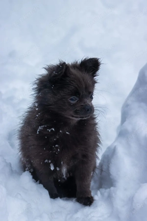 Pomchi Welpen chihuahua x Zwergspitz 