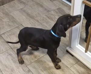 Dobermann RÜDE  Welpe Bild 2