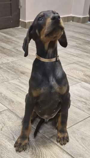 Dobermann RÜDE  Welpe