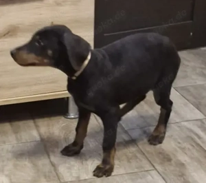 Dobermann Welpen Rüden Bild 2